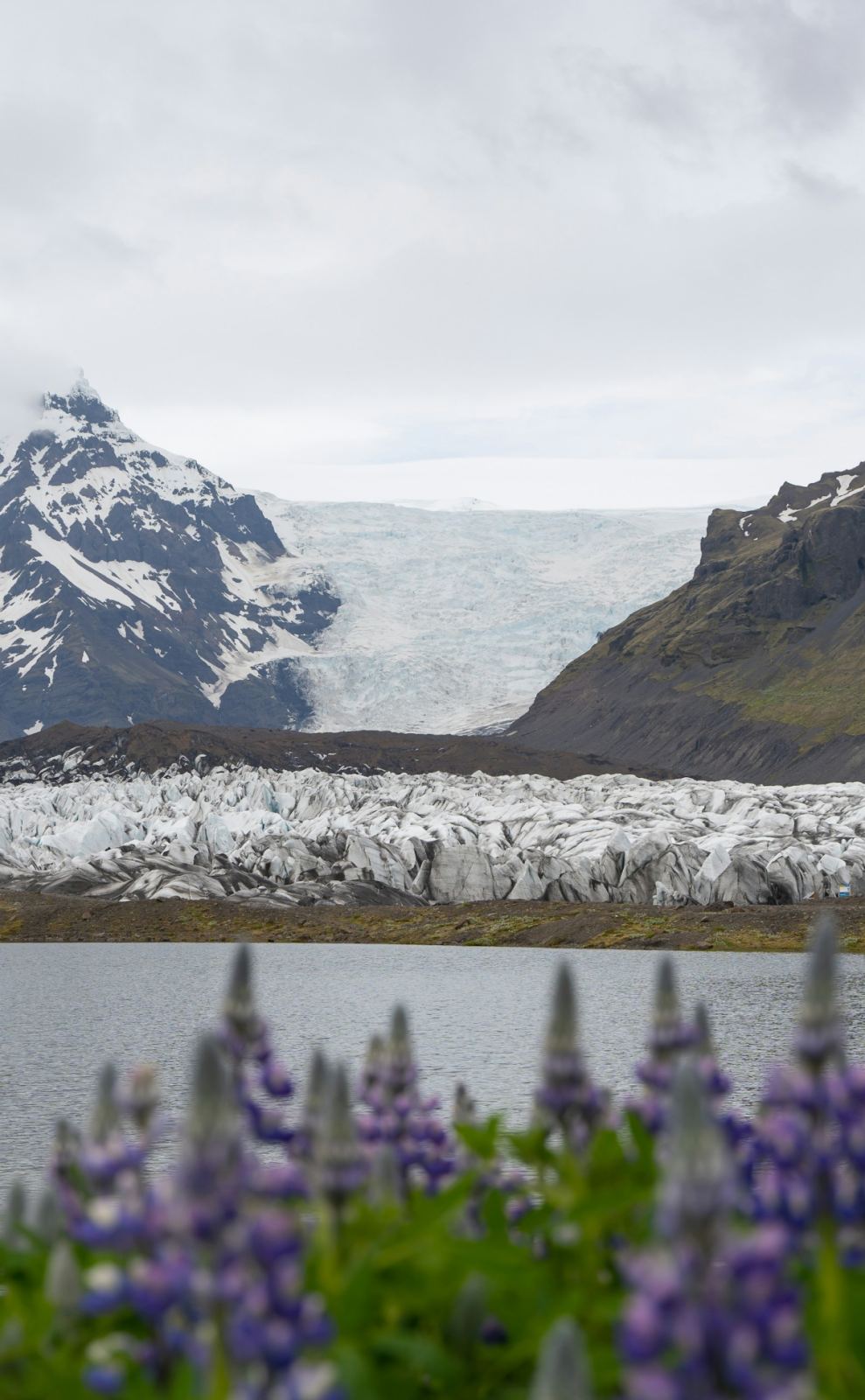 Svínafellsjökull behind a lupine field · Julian Berengar Sölter